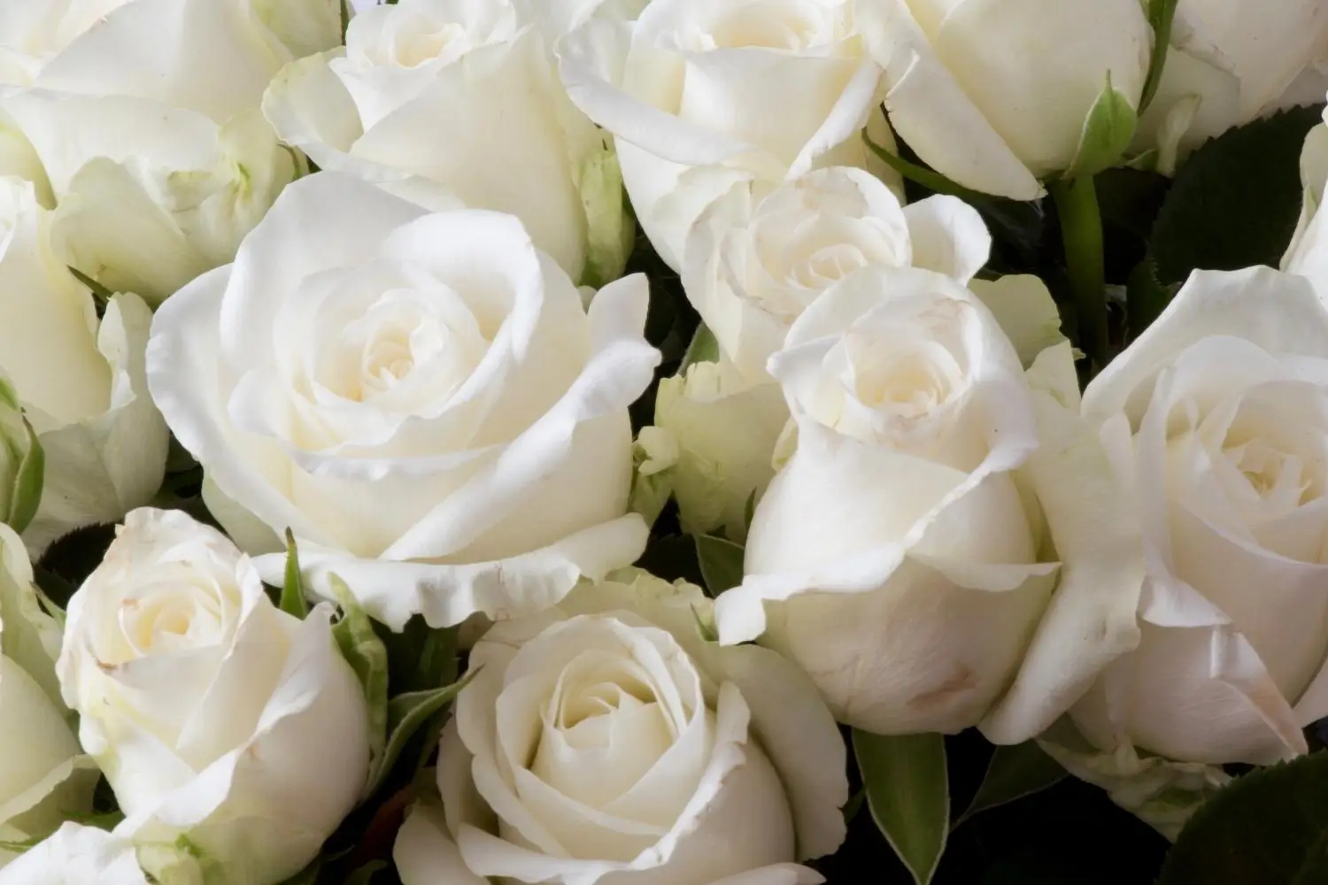 roses blanches pour cérémonie funéraire